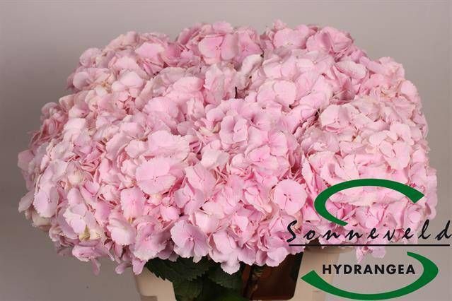 <h4>HYDR M CH VERENA</h4>