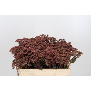 Sedum Matrona (bloei