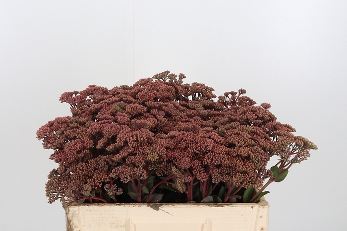 <h4>Sedum Matrona (bloei</h4>