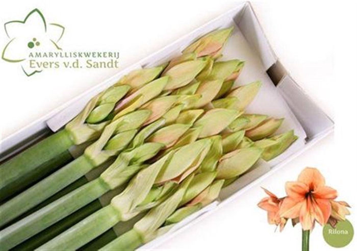 <h4>Hipp Ga Rilona</h4>