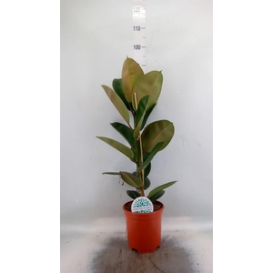 Ficus elastica 'Robusta'