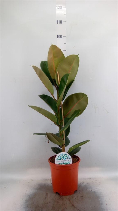 <h4>Ficus elastica 'Robusta'</h4>
