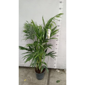 Howea forsteriana