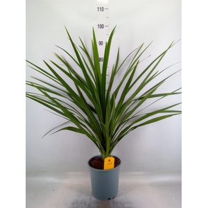 Cordyline indivisa 'Peko'