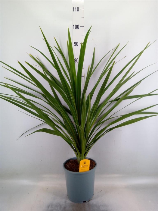 <h4>Cordyline indivisa 'Peko'</h4>