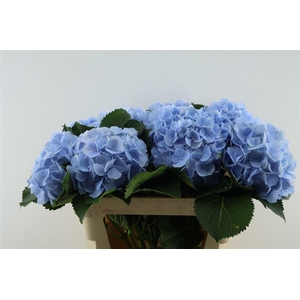 Hydr M Verena Blue 80-22