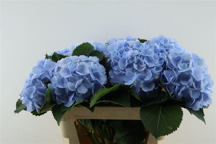 <h4>Hydr M Verena Blue 80-22</h4>