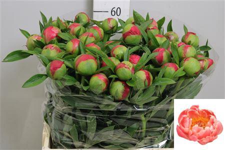 <h4>Paeo Coral Charm</h4>