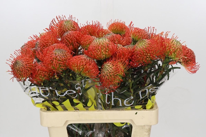 <h4>Nutans Succession</h4>