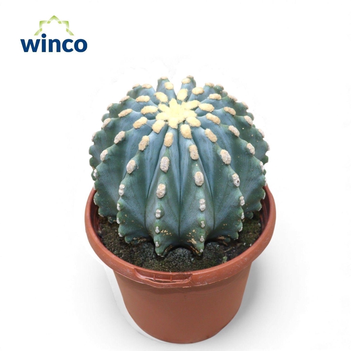 <h4>FEROCACTUS GLAUCES</h4>