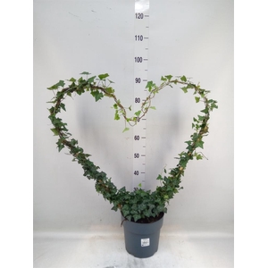 Hedera   ...green leafed