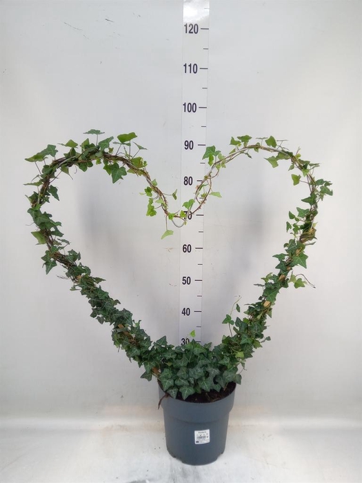 <h4>Hedera   ...green leafed</h4>