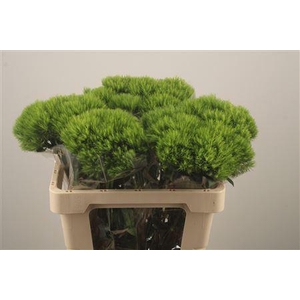 Di Barb Kiwi Mellow X10