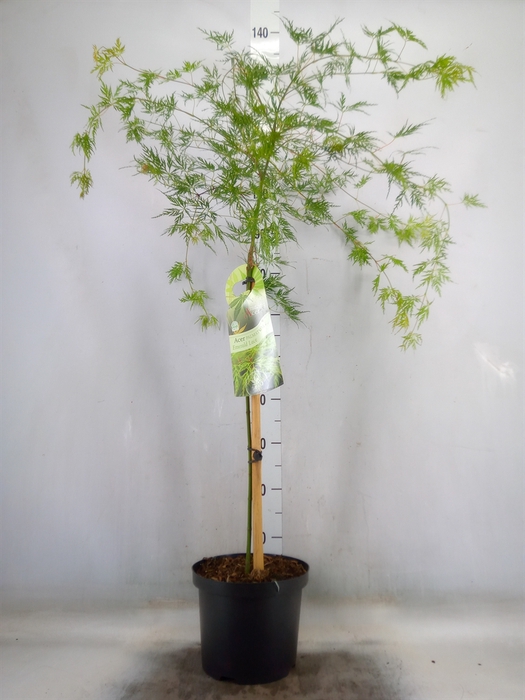 <h4>Acer palmatum</h4>