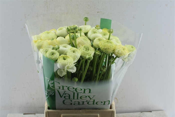 <h4>Ran El Creme</h4>