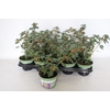 'Weekaanbieding: Cuphea Orange