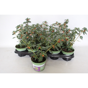 Cuphea Orange