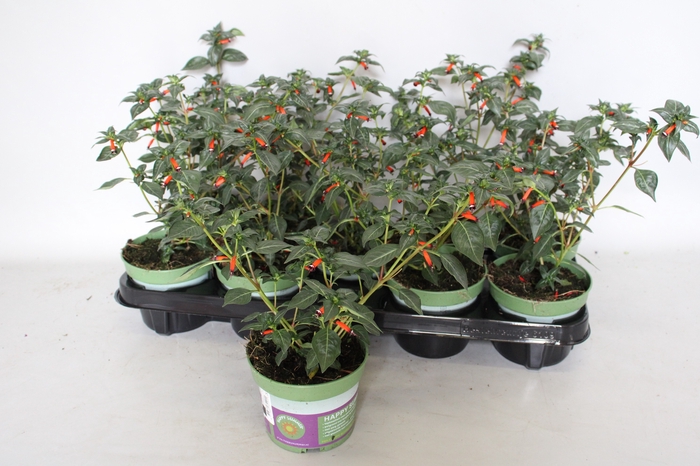 <h4>Cuphea Orange</h4>