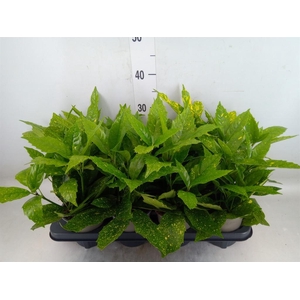 Aucuba japonica 'Variegata'