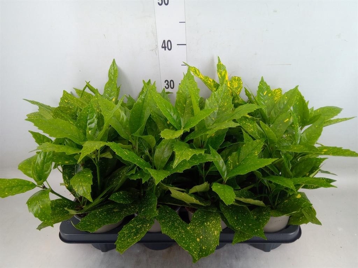 <h4>Aucuba japonica 'Variegata'</h4>