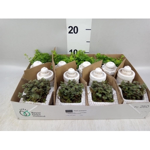 Arr.   Kamerplant Groen L%