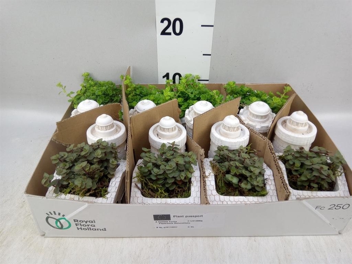 <h4>Arr.   Kamerplant Groen L%</h4>