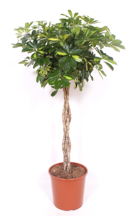 <h4>Schefflera Gold Capella</h4>