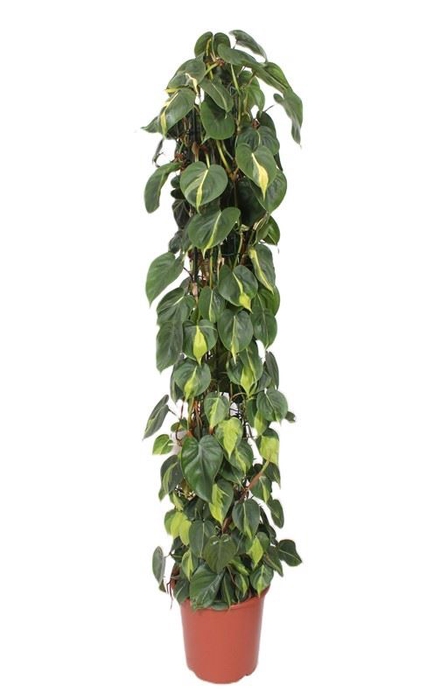 <h4>Philodendron Brasil</h4>