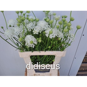 OVERIG SNIJBLOEMEN SNIJBLOEMEN OV