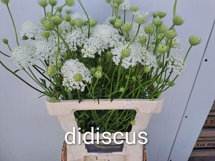<h4>OVERIG SNIJBLOEMEN SNIJBLOEMEN OV</h4>