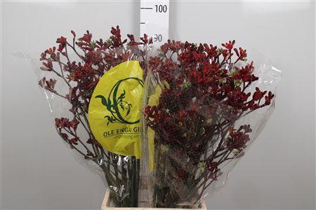 <h4>Anigoz Early Spring</h4>