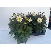 Dahl D Temp Cream Wh