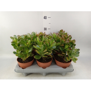 Crassula ovata 'Sunset'