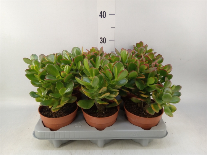 <h4>Crassula ovata 'Sunset'</h4>