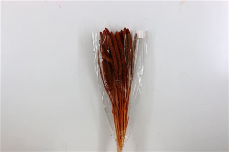 <h4>DRIED SETARIA BLEACHED BROWN BUNCH</h4>