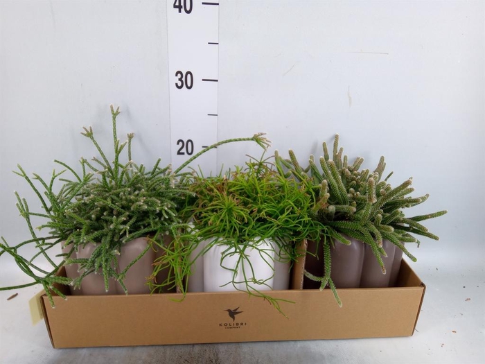 <h4>Succulents   ...mix 3</h4>