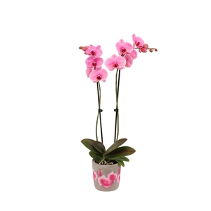 Fiore Pink Phal I Am Pink 2T14+