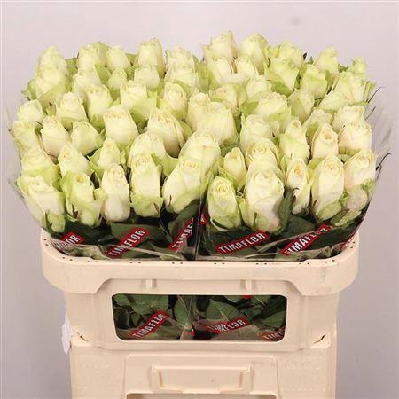 <h4>R Gr Athena</h4>