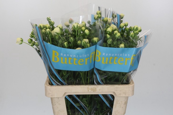 <h4>Ranunculus Butterfly Keramos</h4>