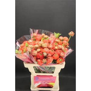 Ran Romance Paradou 50cm