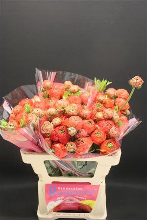 <h4>Ran Romance Paradou 50cm</h4>