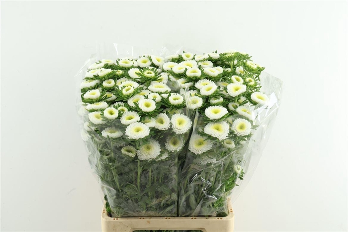 <h4>Callis Mats White</h4>