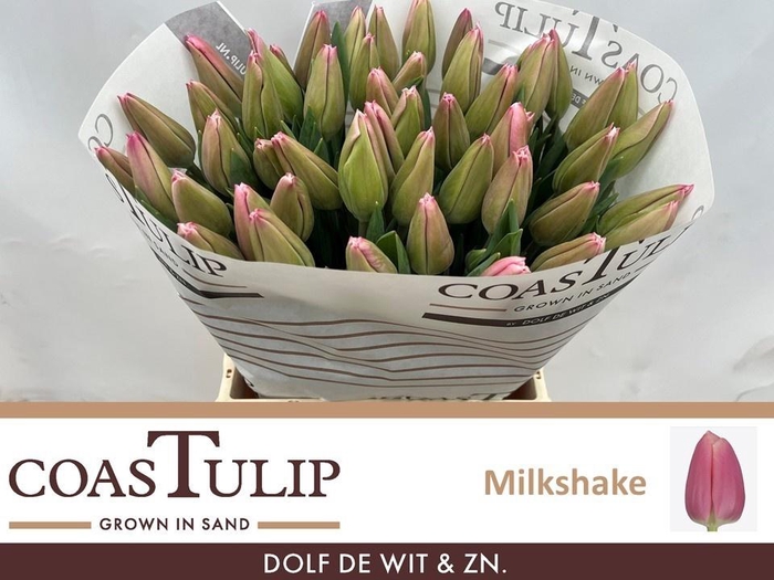 <h4>TU EN MILKSHAKE</h4>