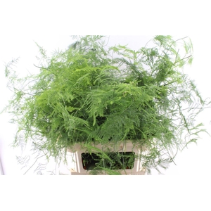 Asparagus Set Lang Getopt