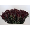 Leucadendron Saf Sunset Dark R.