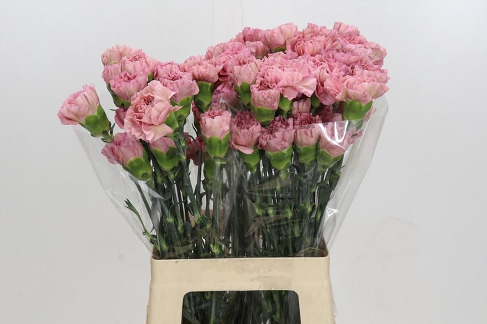 <h4>Dianthus St Lege Pink</h4>