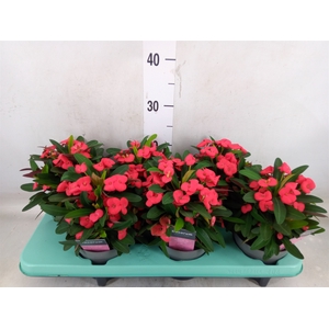 Euphorbia milii 'Maxi Olympia'