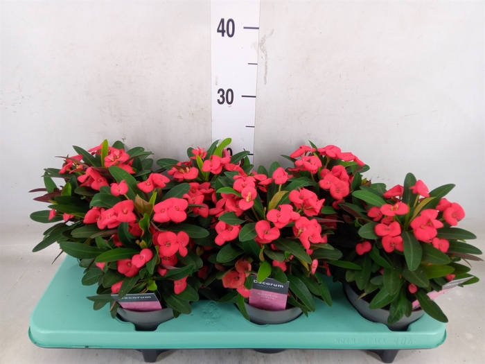<h4>Euphorbia milii 'Maxi Olympia'</h4>