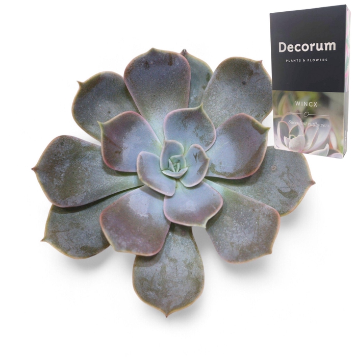 <h4>Echeveria Lilacina Cutflower</h4>