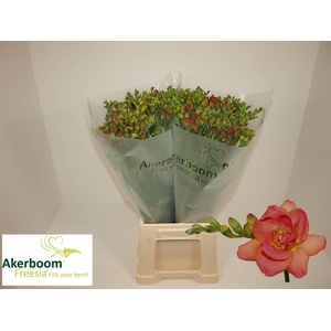 FREESIA DUB ROMANTIC APRICOT 17 GR.